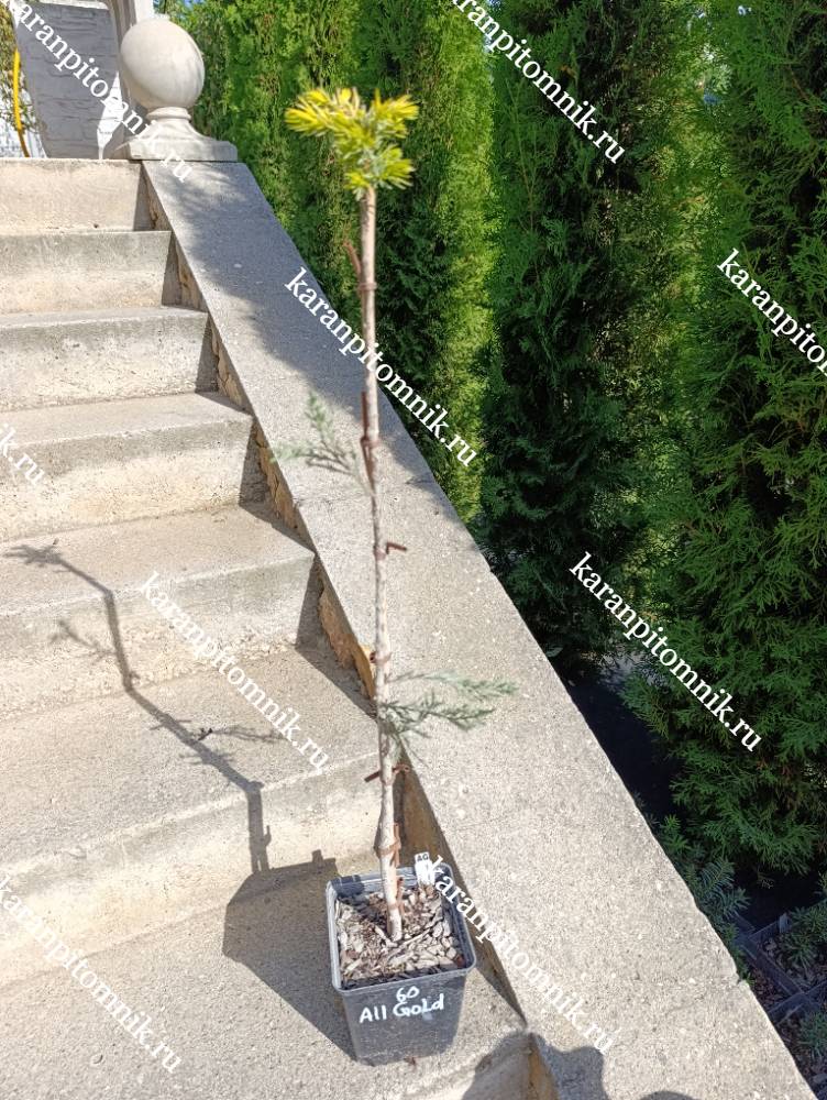 фото Можжевельник прибрежный Ол Голд (штамб Ра60) Можжевельник прибрежный Ол Голд (штамб Ра60) фото